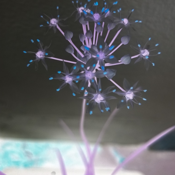 Meet your Posher, Hb - Picture 3 of 3